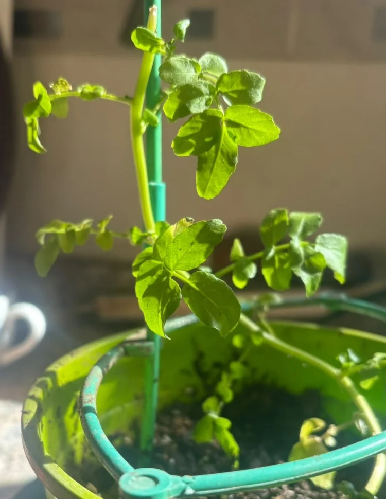 Watercress grown in a pot: the same stem carries the pinnate leaves above and the round ones below
