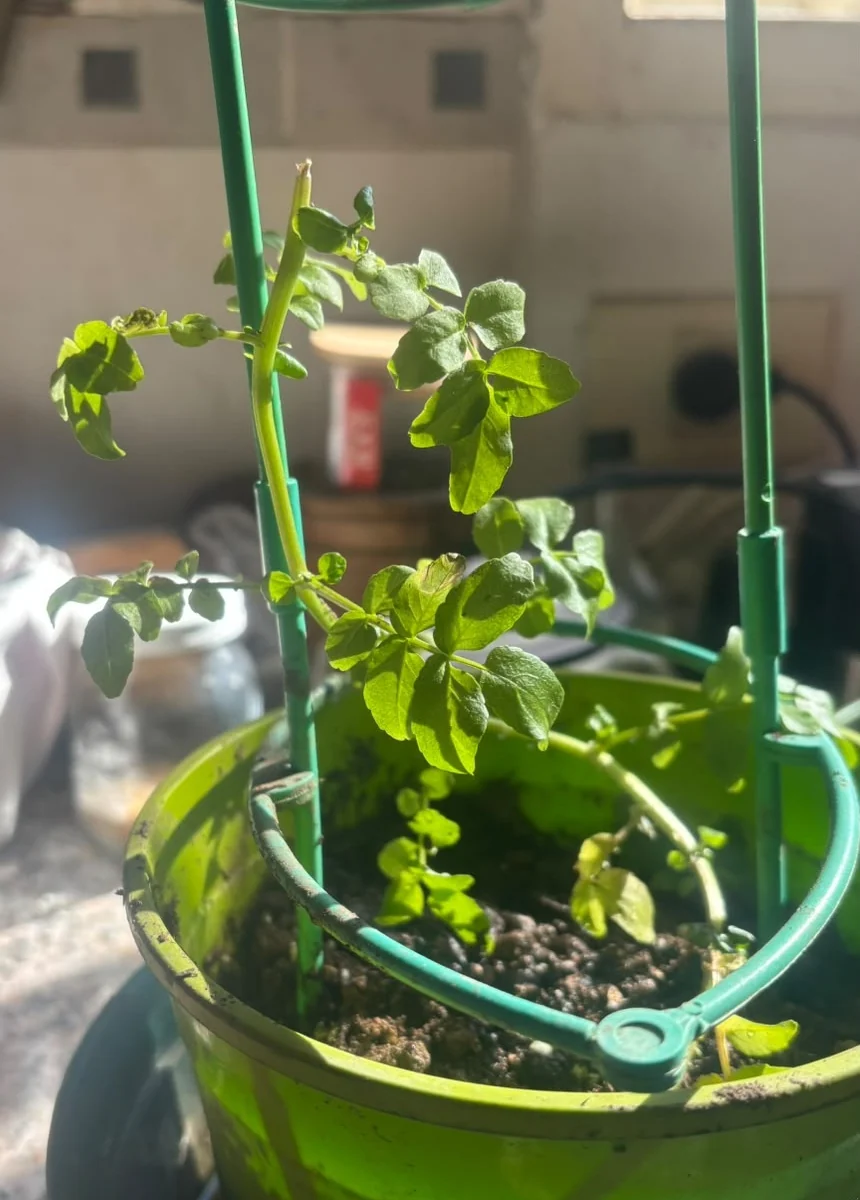 The same plant with its stems already stretched upright and the first flower buds