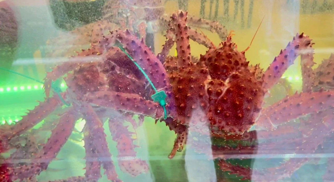 Centollas vivas en el acuario de un restaurante de Ushuaia, de caparazón rojo cubierto de tubérculos, con una etiqueta turquesa de control atada a una de las patas